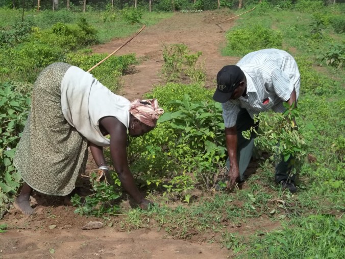 HUMANA AGRICULTURA GUINEA 3