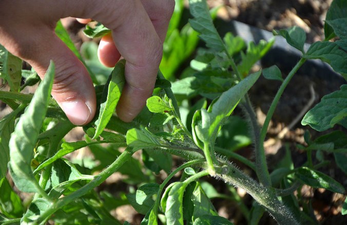 HUMANA HUERTO 3C LEGANES